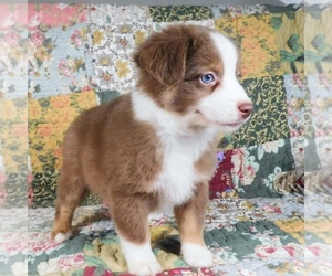 Miniature Australian Shepherd Puppy for sale in HARRISON, OH, USA