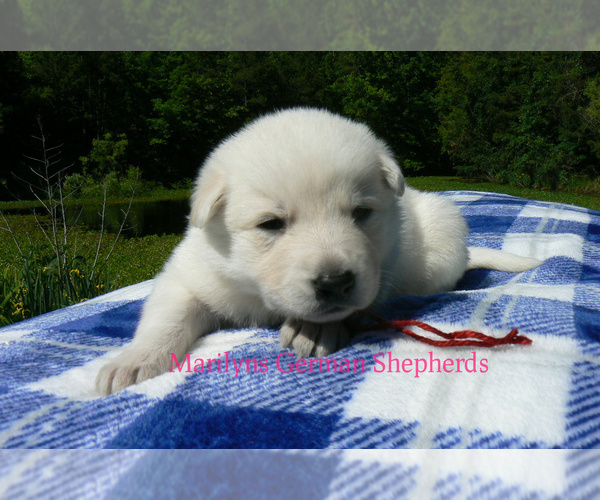 Medium Photo #5 German Shepherd Dog Puppy For Sale in PIEDMONT, MO, USA