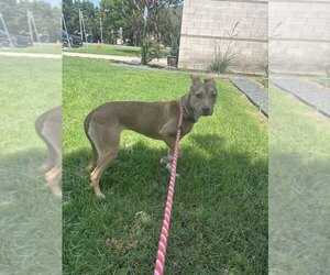 Mutt Dogs for adoption in Rowlett, TX, USA