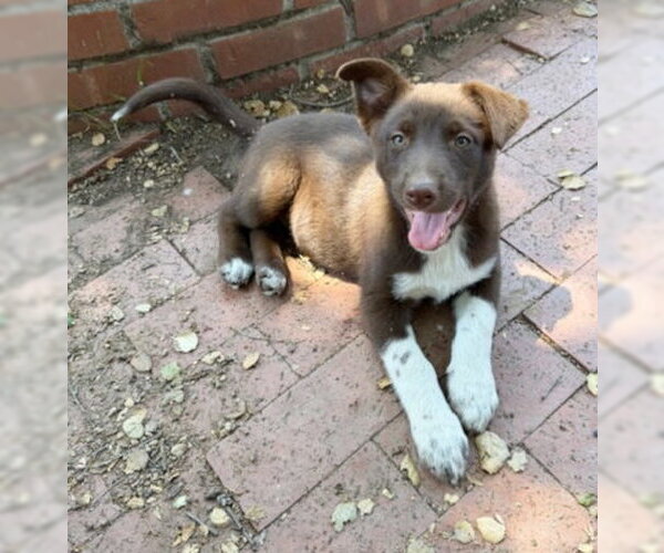 Medium Photo #2 Border Collie-Siberian Husky Mix Puppy For Sale in Ventura, CA, USA