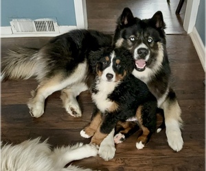 Father of the Bernese Mountain Dog-Siberian Husky Mix puppies born on 12/14/2025