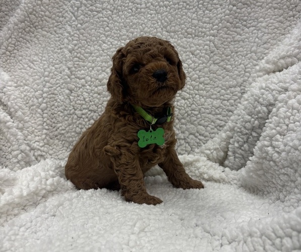 Medium Photo #4 Goldendoodle mix (+ Poodle Miniature) Puppy For Sale in ROANOKE, IN, USA