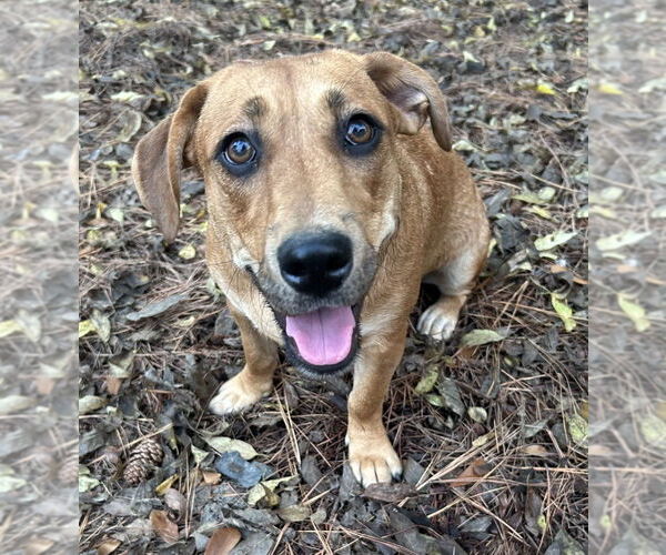 Medium Photo #12 Mountain Cur-Unknown Mix Puppy For Sale in Boston, MA, USA