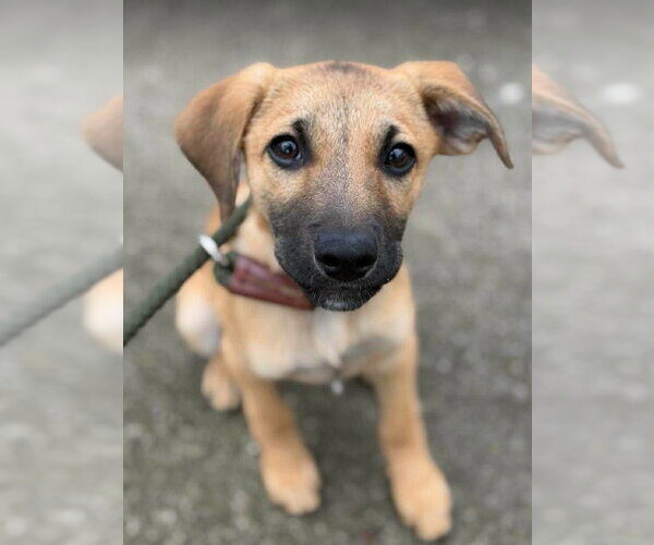 Medium Photo #1 Chiweenie Puppy For Sale in Frankenmuth, MI, USA