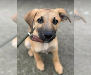 Chiweenie Dogs for adoption in Frankenmuth, MI, USA