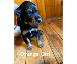 Puppy Orange Girl Gordon Setter