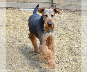 Father of the Airedale Terrier puppies born on 02/12/2024