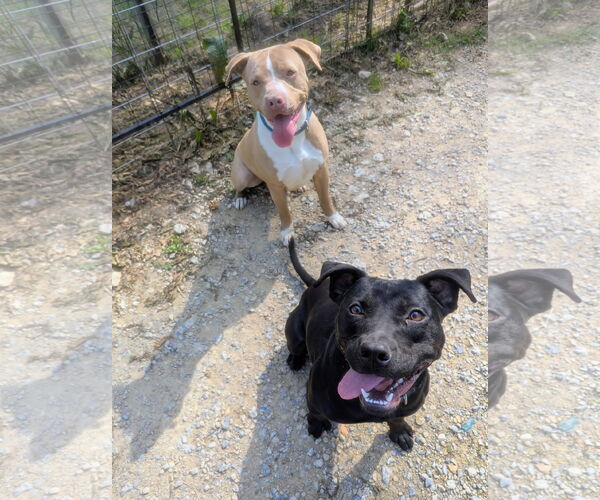 Medium Photo #2 Mutt Puppy For Sale in Calhoun, GA, USA