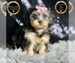YorkiePoo Puppy for sale in WARSAW, IN, USA
