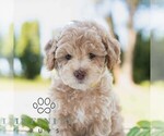 Small #3 Bichpoo