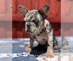 Small #5 French Bulldog