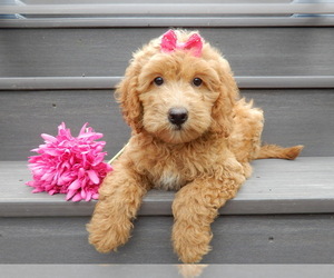 Goldendoodle (Miniature) Puppy for Sale in MILLERSBURG, Ohio USA