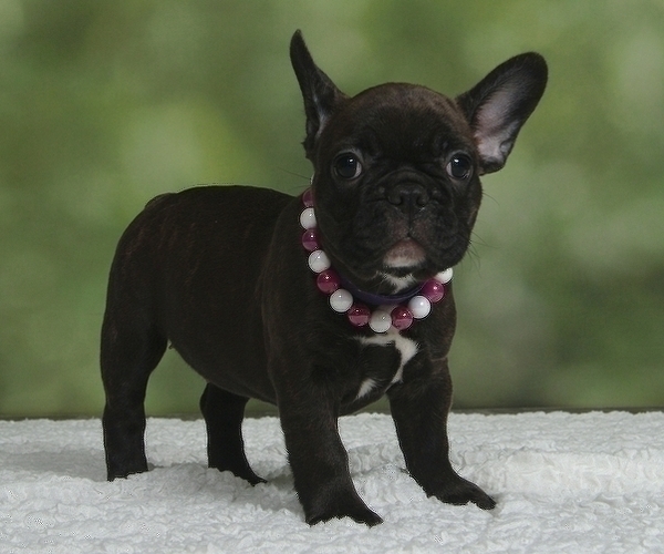 Medium Photo #6 French Bulldog Puppy For Sale in BOYNTON BEACH, FL, USA