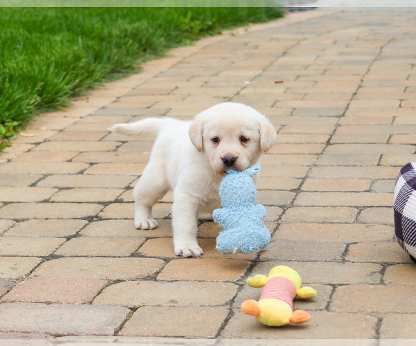 Medium Photo #3 Labrador Retriever Puppy For Sale in SYRACUSE, IN, USA