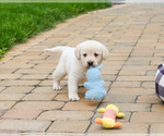Small #2 Labrador Retriever