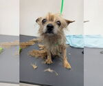 Small #1 Mutt