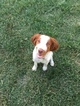 Small Photo #1 Brittany Puppy For Sale in FORT WORTH, TX, USA