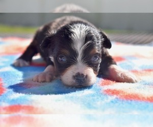Miniature Australian Shepherd Puppy for Sale in PALM COAST, Florida USA