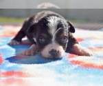 Dilly - Male Miniature Australian Shepherd Puppy for Sale - Small photo