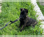 Small Photo #11 Belgian Malinois-Dutch Shepherd Dog Mix Puppy For Sale in SALADO, TX, USA