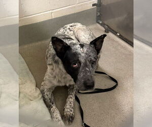 Mutt Dogs for adoption in Petaluma, CA, USA