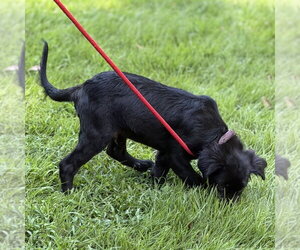 Tucker - Male - Mix Dog for Adoption - Photo #3