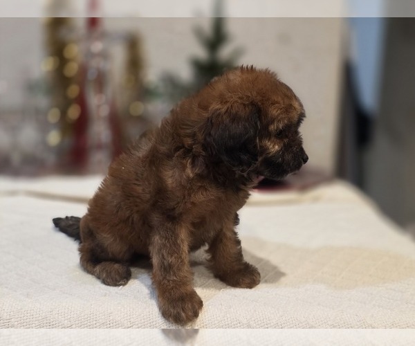 Medium Photo #4 Goldendoodle (Miniature) Puppy For Sale in DUBLIN, TX, USA
