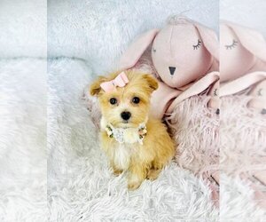 Maltipoo Puppy for sale in MIAMI BEACH, FL, USA