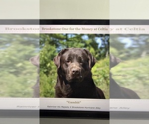 Father of the Labrador Retriever puppies born on 05/29/2026