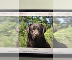 Small Photo #1 Labrador Retriever Puppy For Sale in PRINCETON, NC, USA