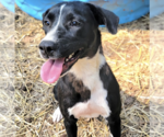 Small #1 Colonial Cocker Spaniel Mix