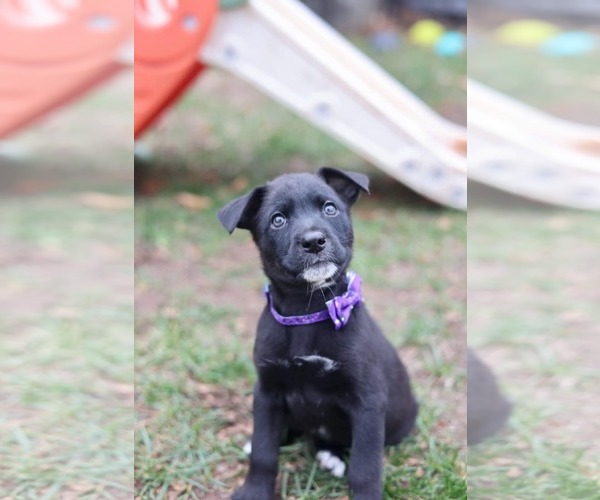 Medium Photo #3 Mutt Puppy For Sale in Duluth, MN, USA