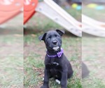 Small Photo #3 Mutt Puppy For Sale in Duluth, MN, USA