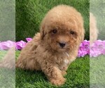Small #1 Poodle (Toy)