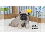 Small #2 Pug