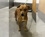 Small Beagle-German Shepherd Dog Mix