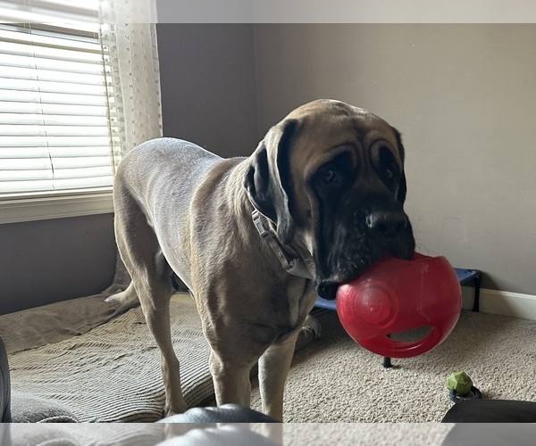 Medium Photo #5 Mastiff Puppy For Sale in OLATHE, KS, USA