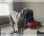 Small #4 Mastiff
