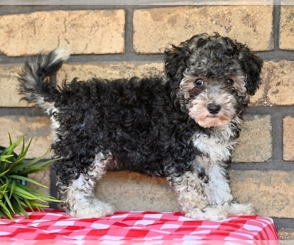Medium Photo #4 Poovanese Puppy For Sale in MILLERSBURG, OH, USA
