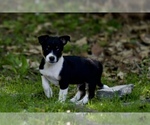 Small #2 Australian Shepherd-Jack Russell Terrier Mix
