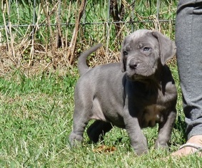 Neapolitan Mastiff Dogs for adoption in DALLAS, TX, USA