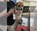 Small #4 Labrador Retriever