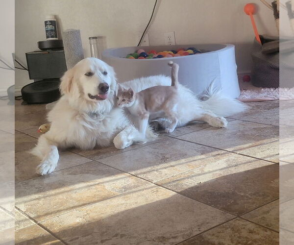 Medium Photo #4 Great Pyrenees Puppy For Sale in Goodyear, AZ, USA