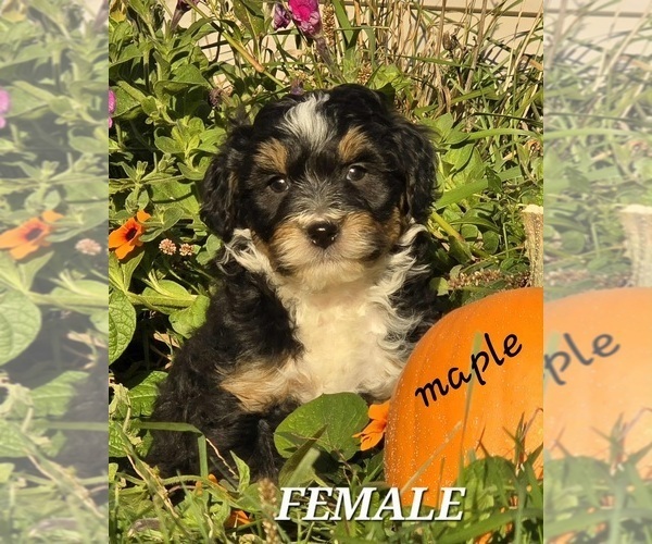 Medium Photo #1 Miniature Bernedoodle-Poodle (Miniature) Mix Puppy For Sale in MILLVILLE, MN, USA
