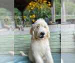 Puppy Finley Goldendoodle