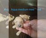 Small #3 Goldendoodle-Poodle (Miniature) Mix