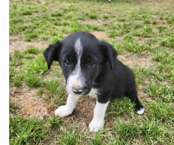 Medium Photo #3 Border Collie Puppy For Sale in TIFTON, GA, USA