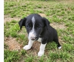 Small Photo #3 Border Collie Puppy For Sale in TIFTON, GA, USA