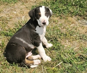 Catahoula Leopard Dog Puppy for Sale in WADDY, Kentucky USA