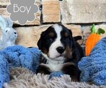 Small Photo #3 Bernese Mountain Dog Puppy For Sale in BRANSON, MO, USA